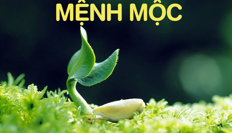 người mạng Mộc