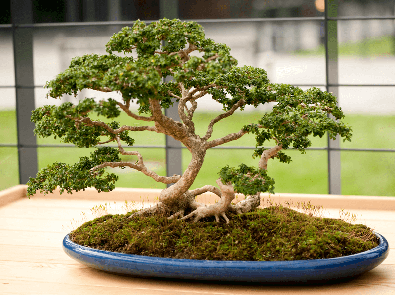 Quà tân gia theo sở thích của gia chủ