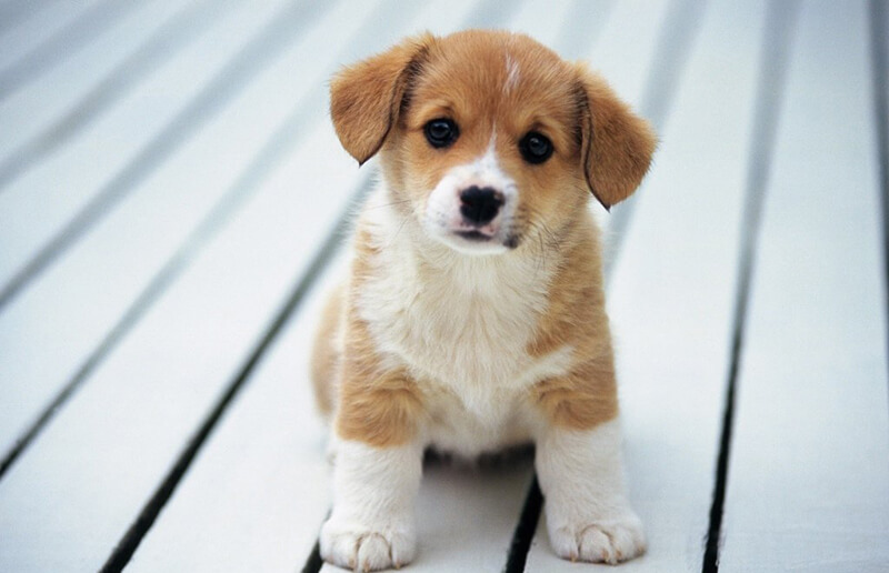 quà tân gia là thú cưng, vật nuôi