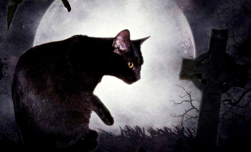 Mèo đen luôn mang theo điềm xui cho gia chủ