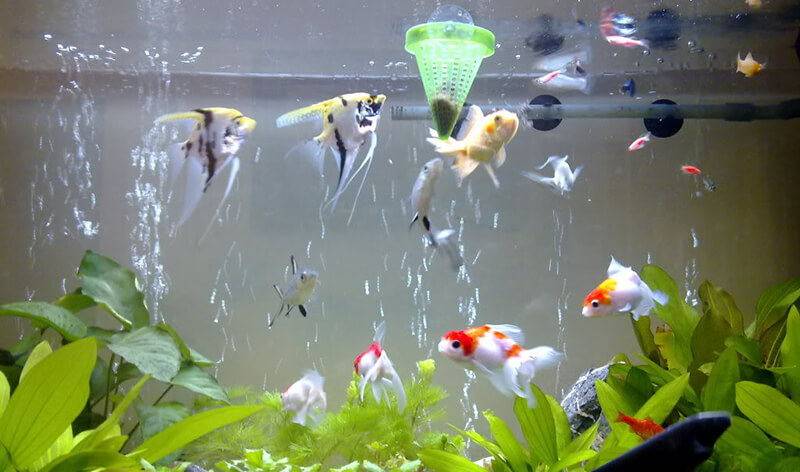 Cá cảnh, cây cối trong nhà chết bất thường