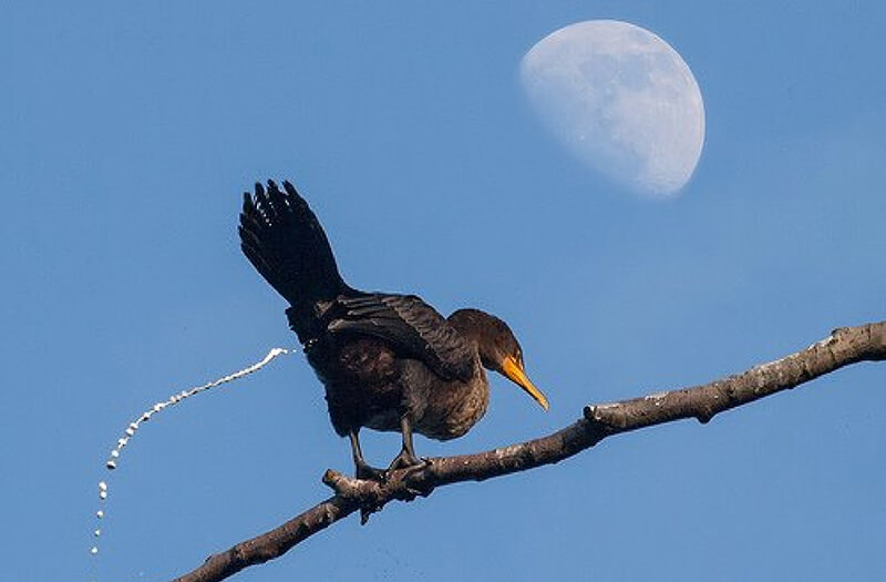 Phân chim rơi vào đầu