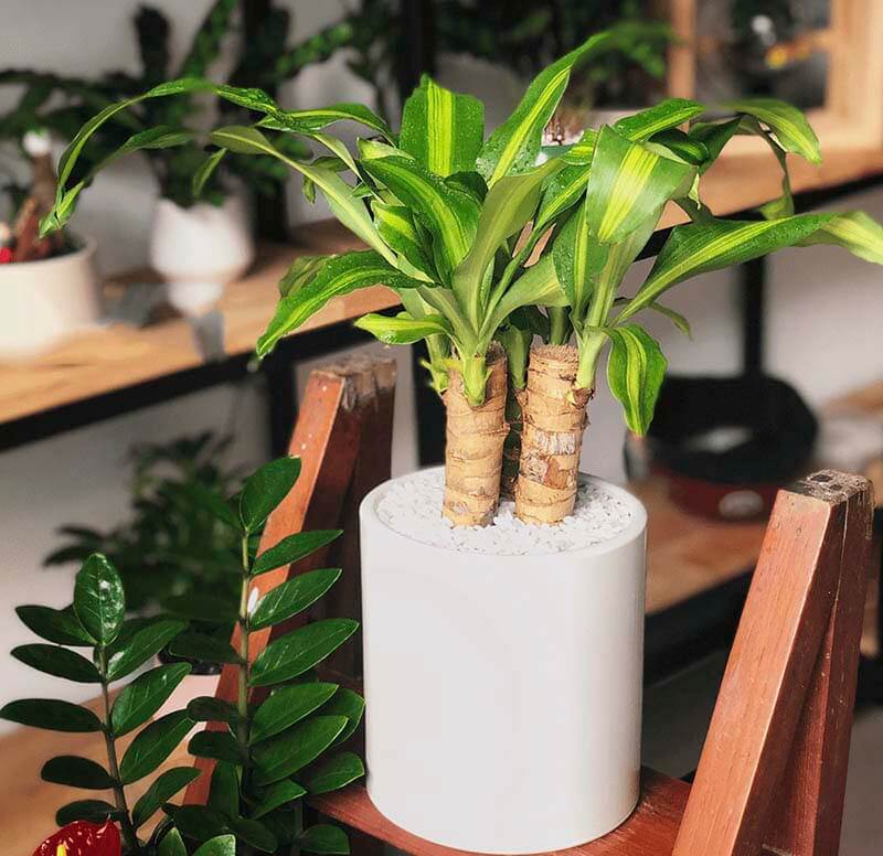 Cây Thiết mộc lan (cây phát tài)