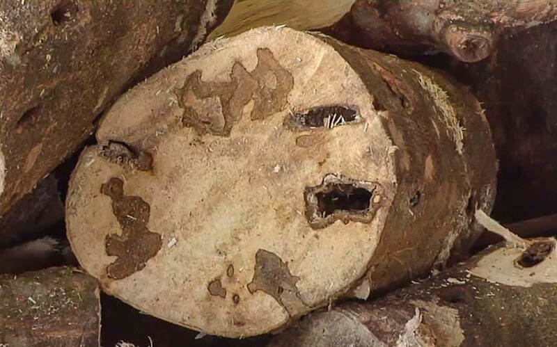 Không phải cây Dó Bầu nào cũng may mắn xuất hiện Kỳ Nam