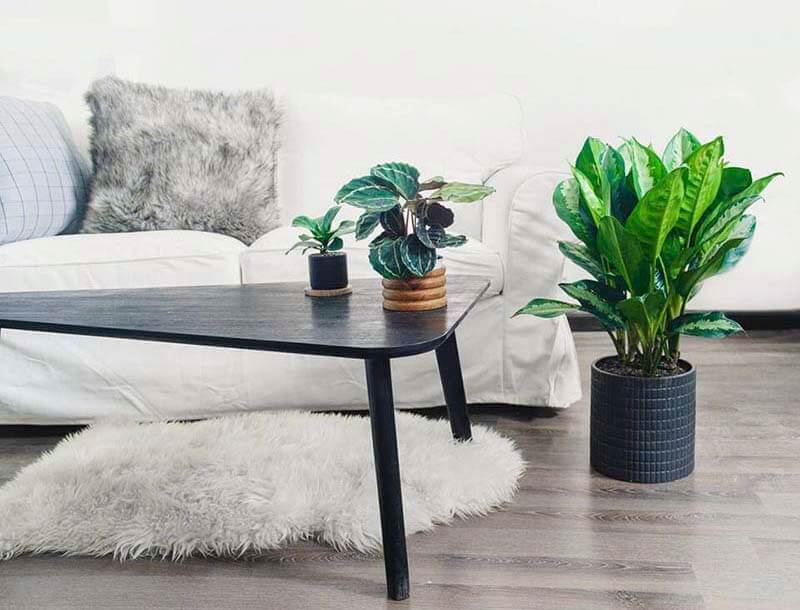 Cây Vạn niên thanh