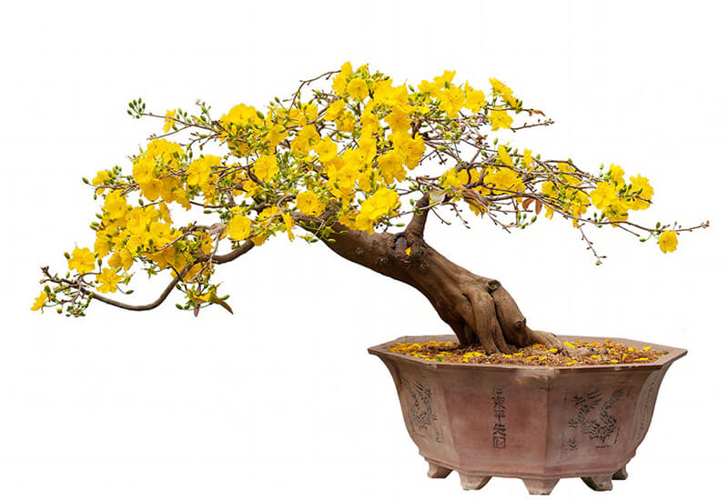 Cây cảnh ngày Tết